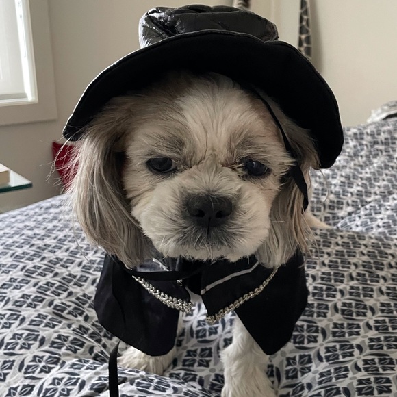 4 Small dog Halloween costumes - Picture 10 of 14